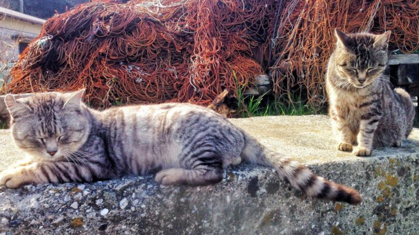 cat breeders scotland