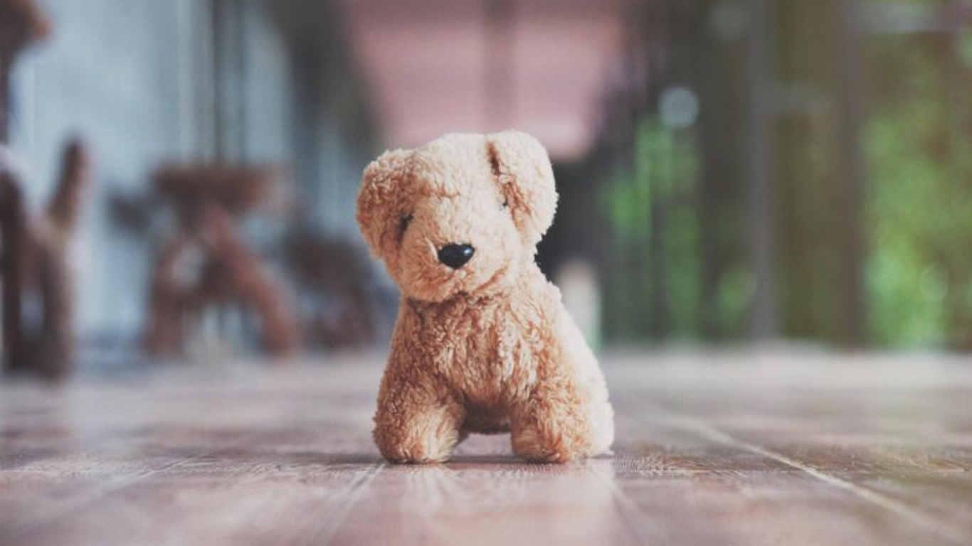 Teddy Bear Dog