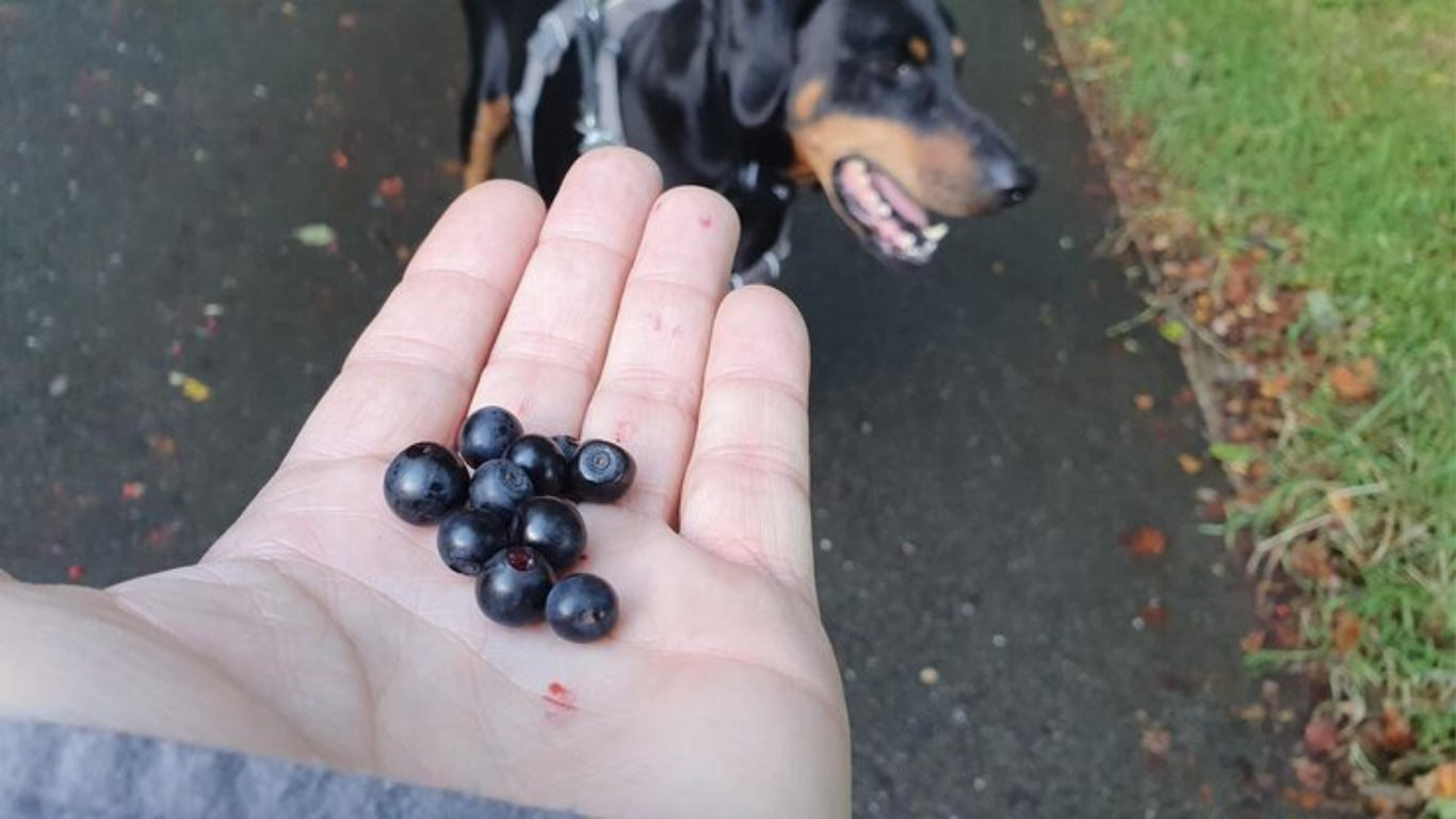 can dogs have blackberries