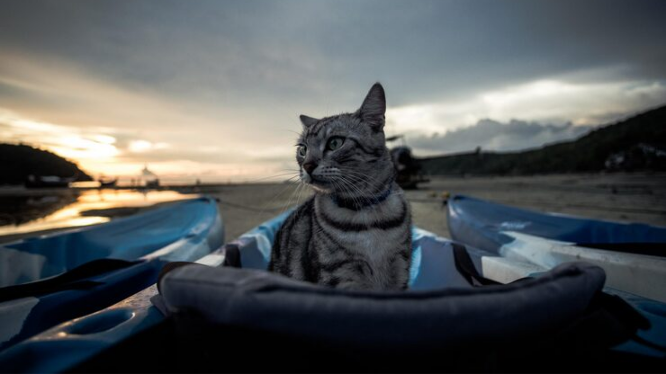 cat stand up paddle board