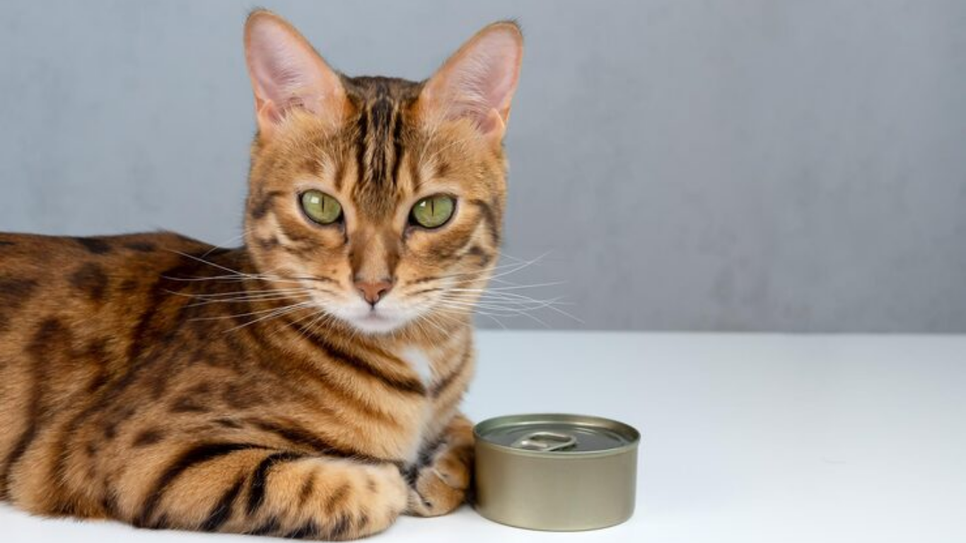cat wet food can