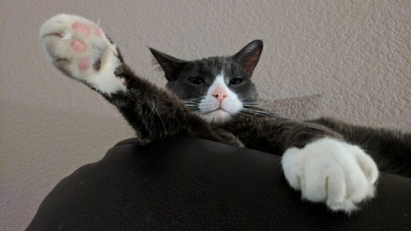 cat declawing near me