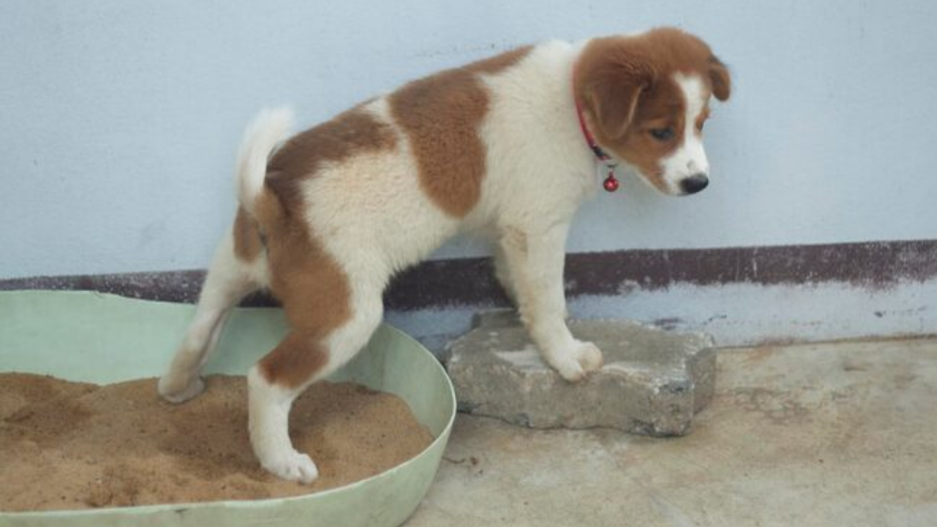 dog throwing up yellow