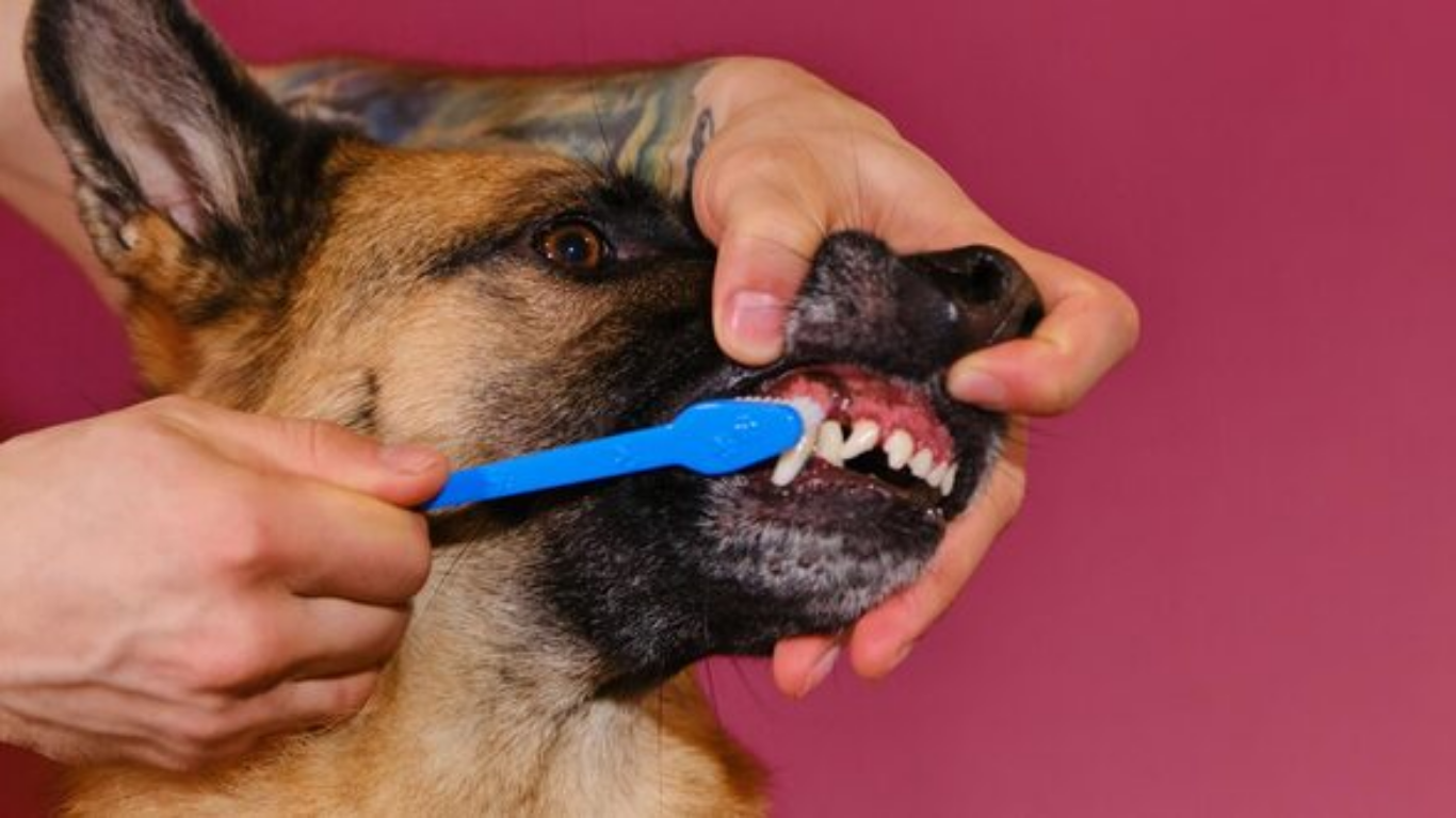 how many teeth do dogs have