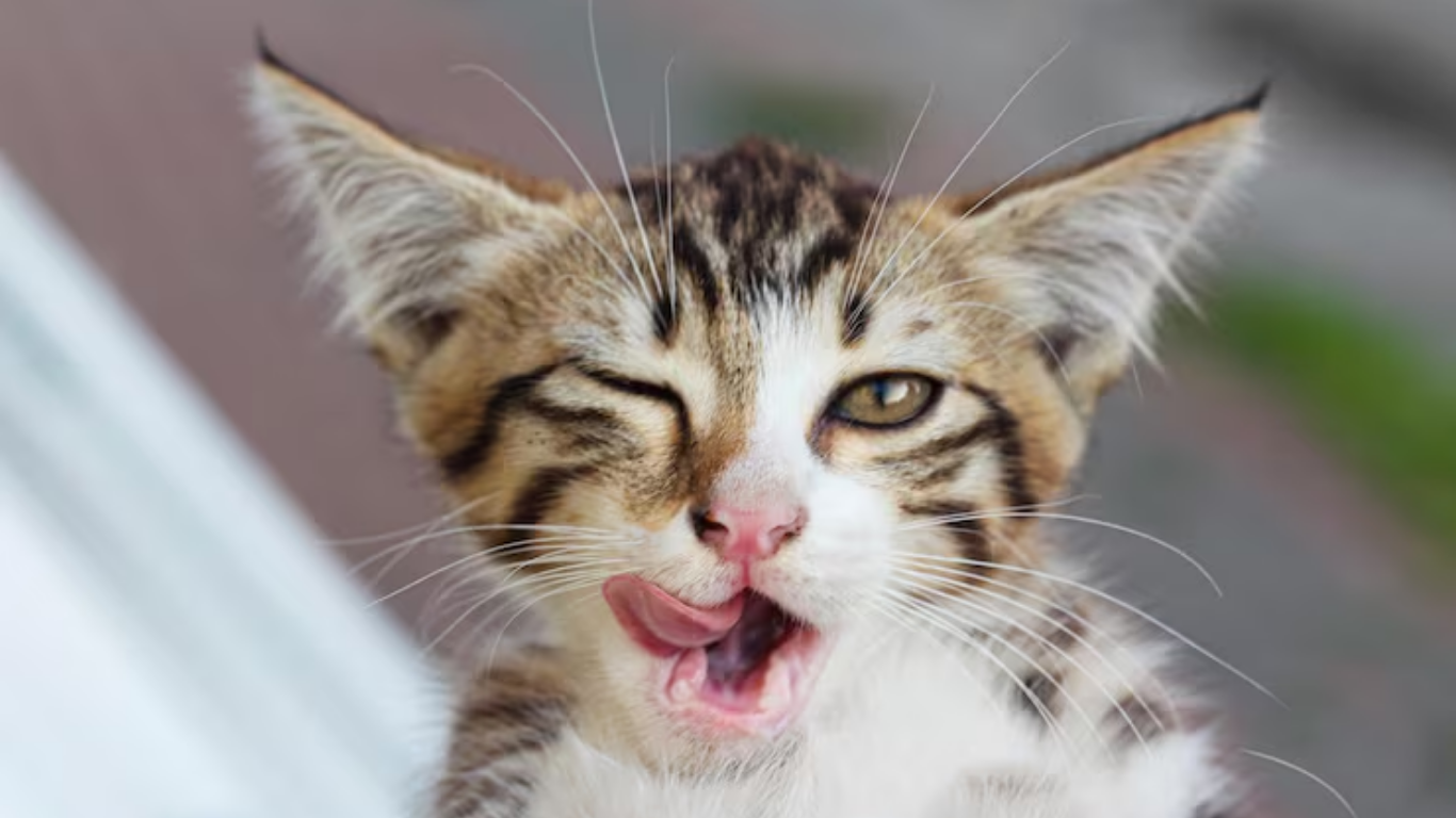 Why Is My Cat Drooling