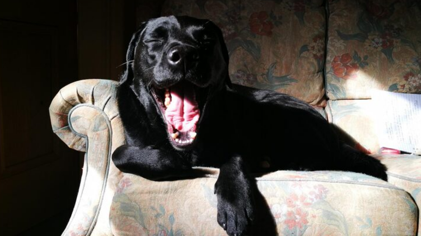 why is my dog panting so much