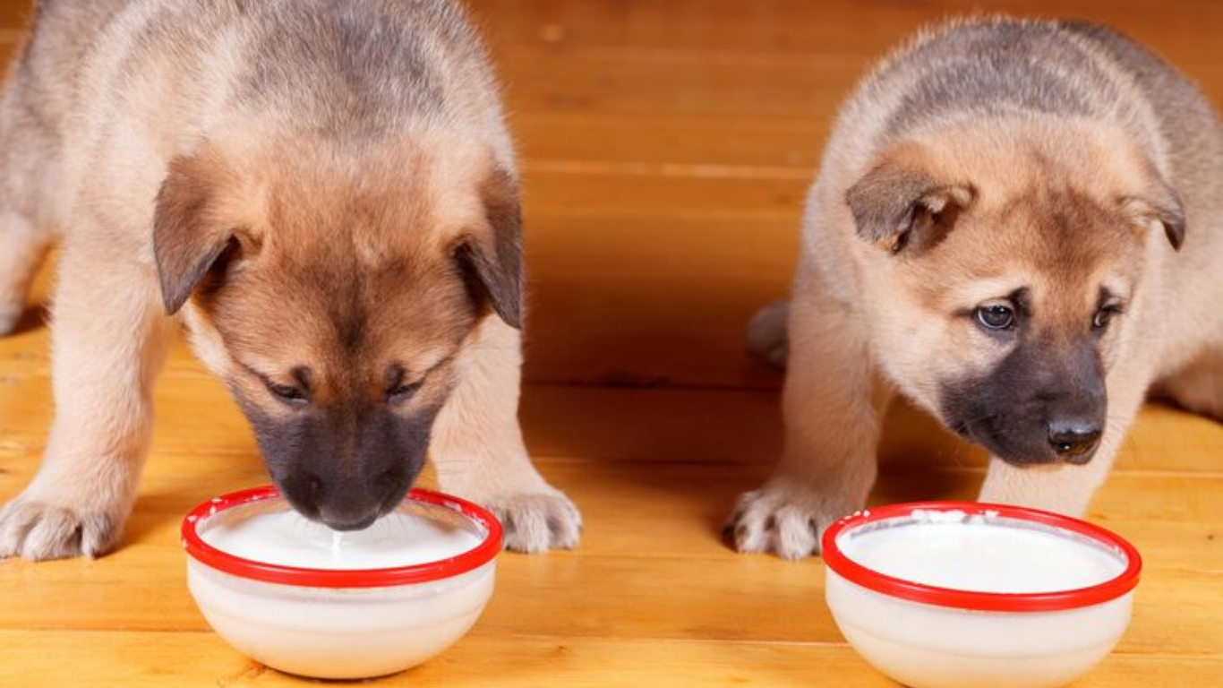 can dogs eat greek yogurt