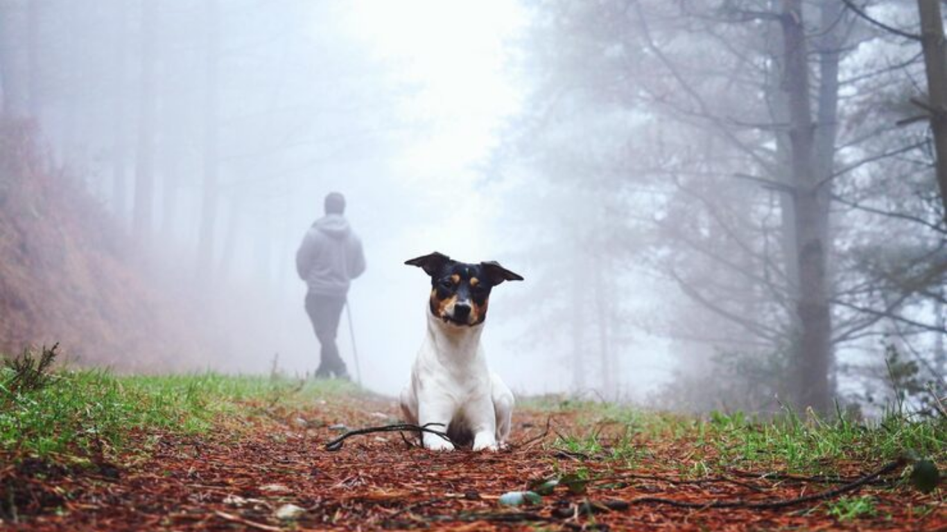 do dogs go to heaven