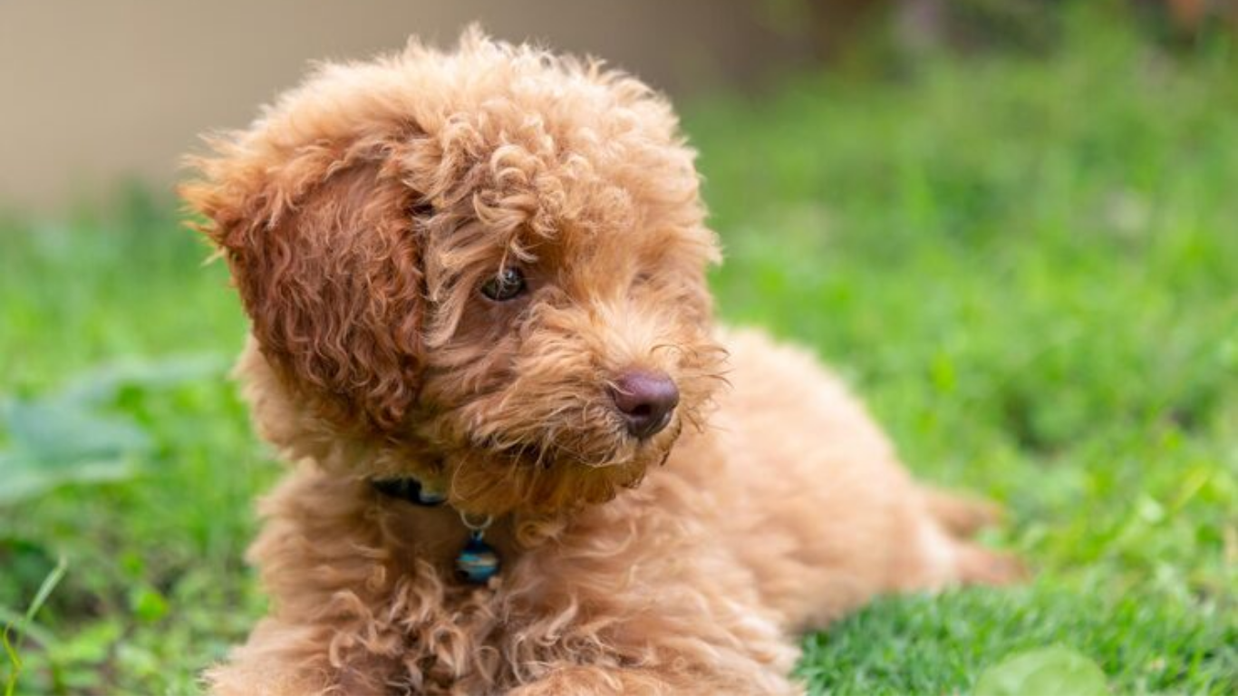 mini goldendoodle puppy