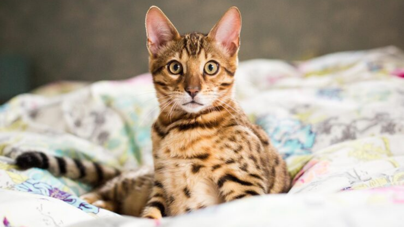 bengal cat cost