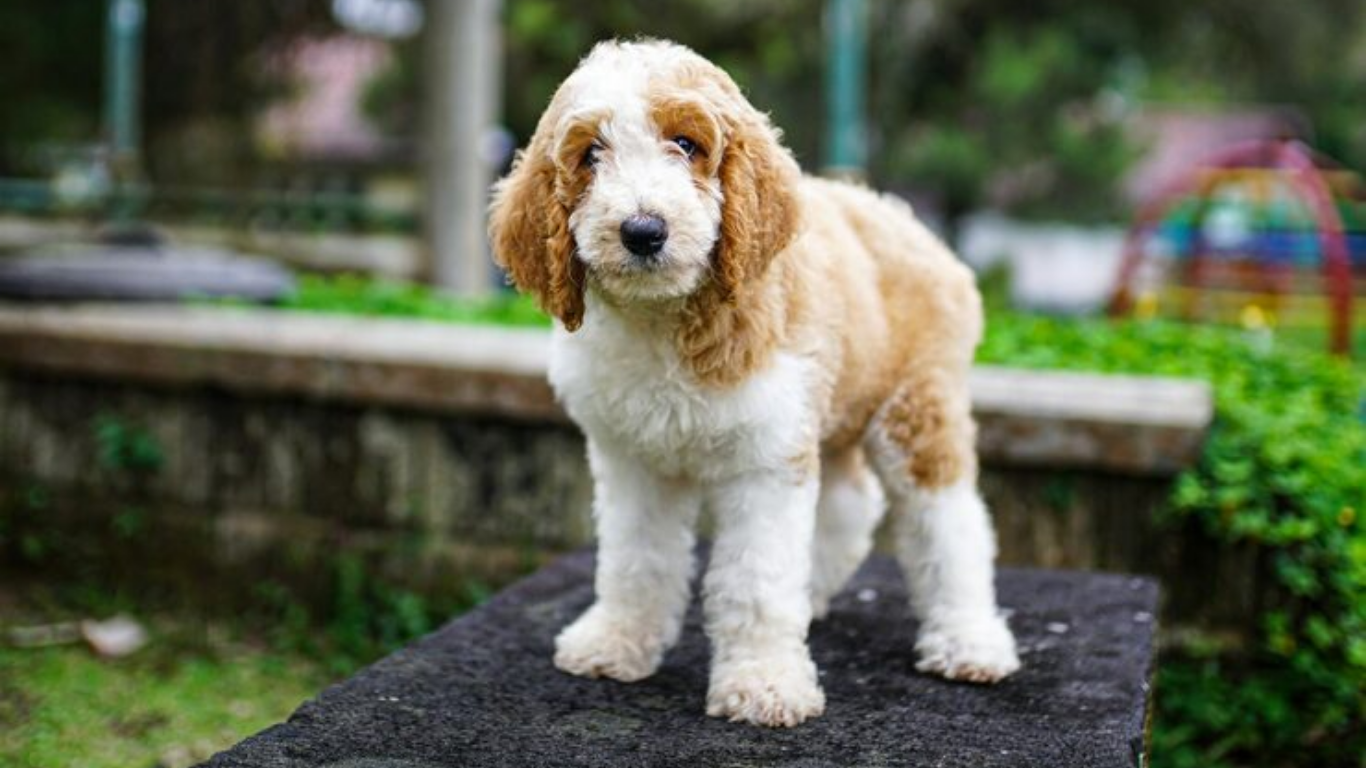 cavalier cross poodle puppies