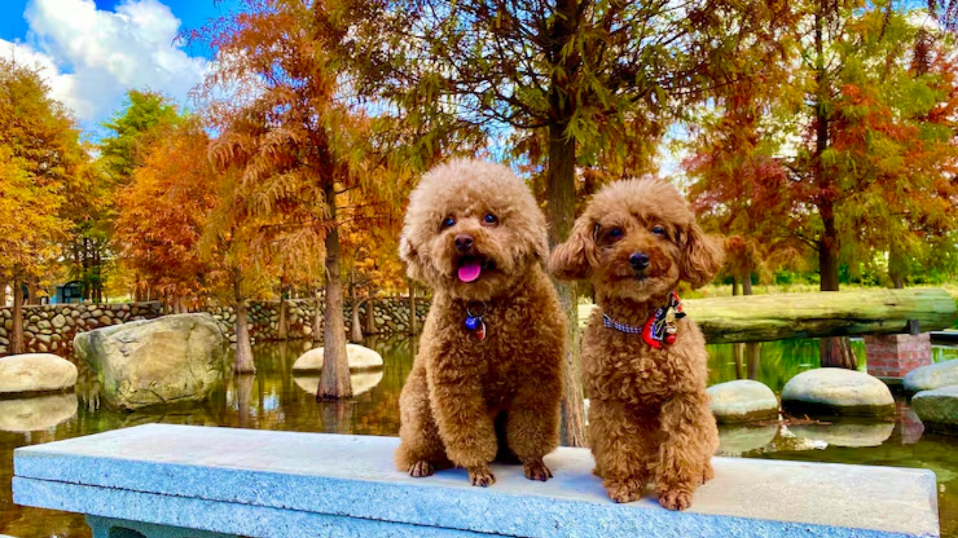 cavapoochon puppies