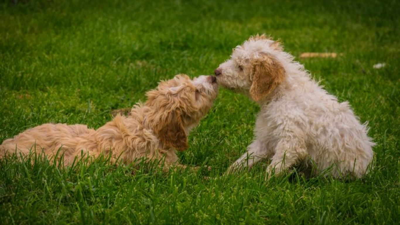 cockapoo puppy to dog