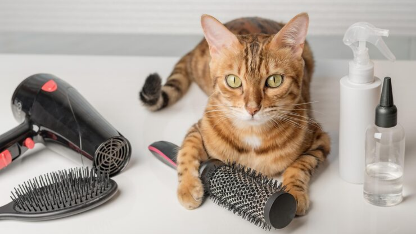 cat grooming tools