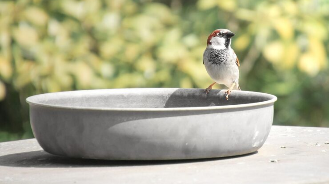 concrete for bird baths