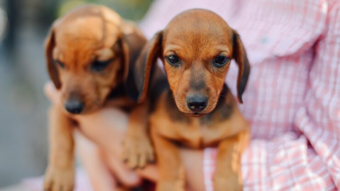 signs of parvo in puppies