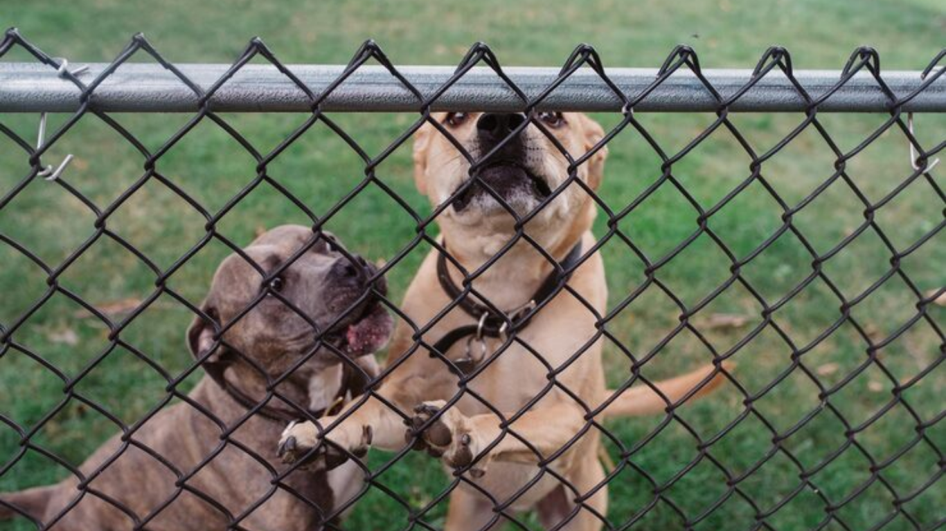 temporary fence for puppy