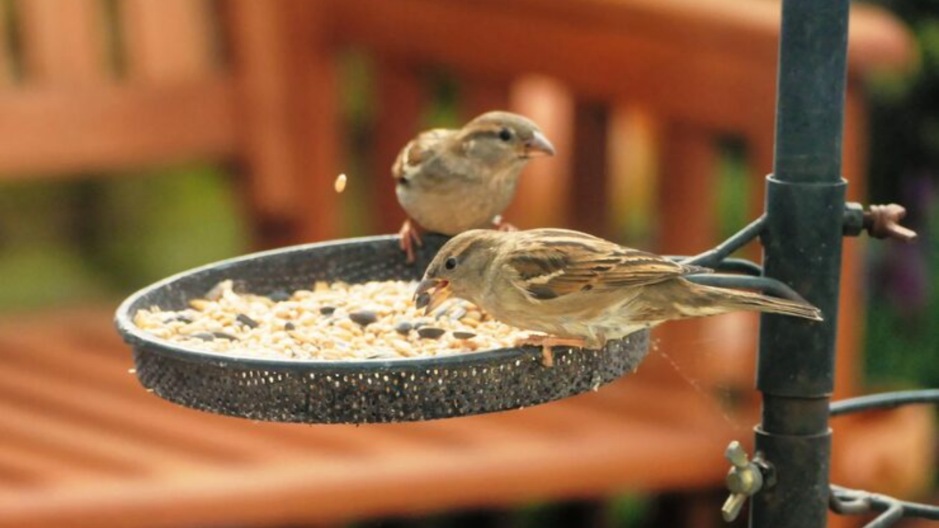 what to feed young birds